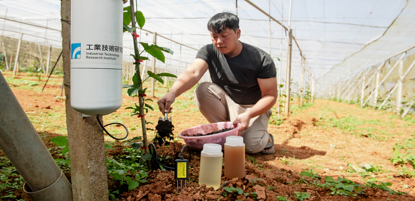 像棒球一樣大的百香果