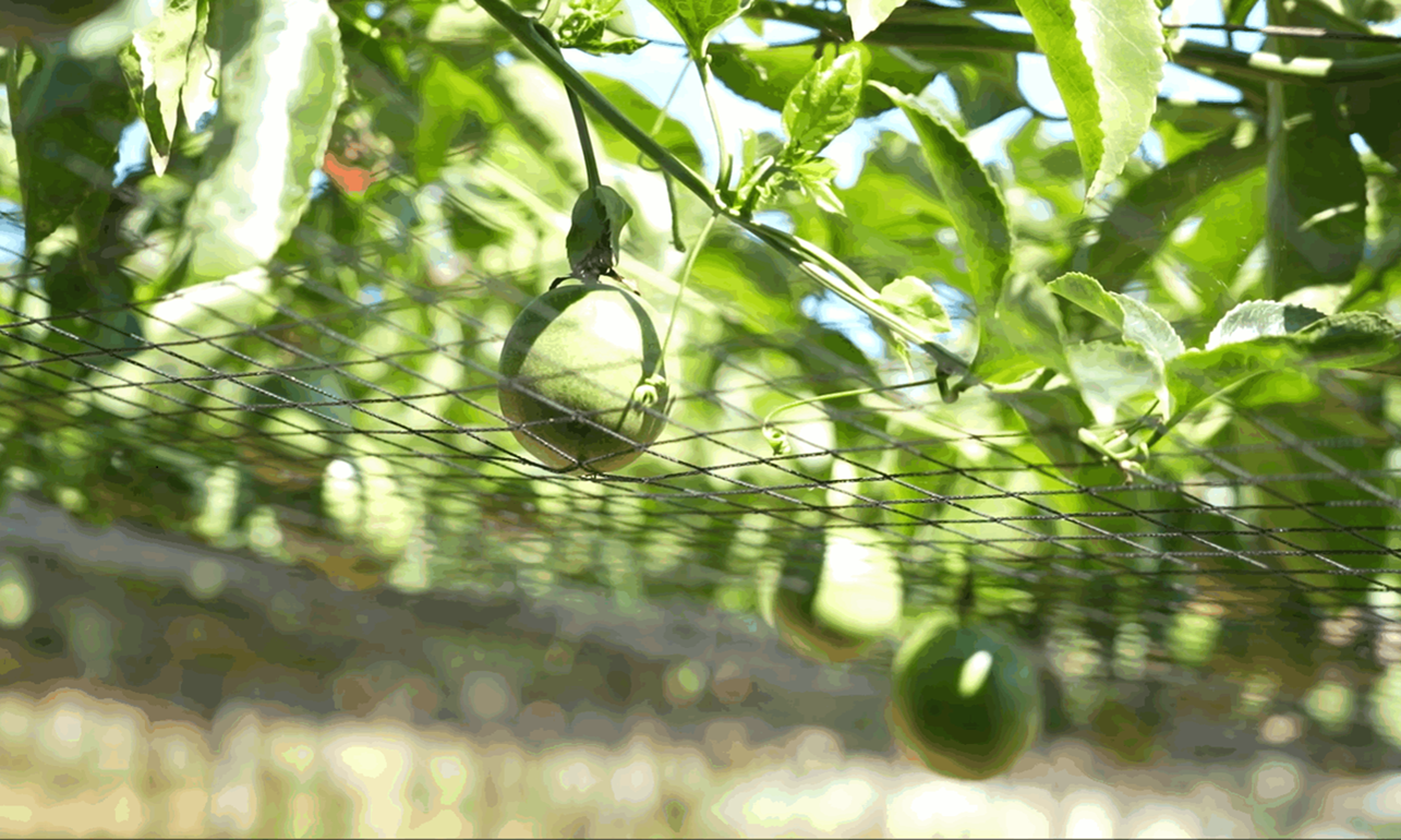 透過導入工研院的ICM(Integrated Crop Management)智慧農業管理系統,果園成功種出宛如棒球大小的巨無霸百香果!